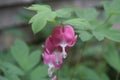 Pink Bleeding Heart Flower Blossoms in a Garden Royalty Free Stock Photo