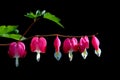 Pink bleeding heart flowers on black background