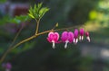 Pink bleeding heart flowers bloom in the spring Royalty Free Stock Photo