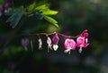 Pink bleeding heart flowers bloom in the spring Royalty Free Stock Photo