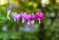 Pink bleeding heart flowers bloom in the spring Royalty Free Stock Photo