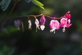 Pink bleeding heart flowers bloom in the spring Royalty Free Stock Photo