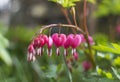 Pink bleeding heart flowers bloom in the spring Royalty Free Stock Photo