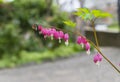 Pink bleeding heart flowers bloom in the spring Royalty Free Stock Photo