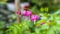 Pink bleeding heart flowers bloom in the spring Royalty Free Stock Photo