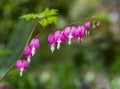 Pink bleeding heart flowers bloom in the spring Royalty Free Stock Photo