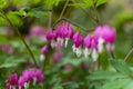 Pink bleeding heart flowers bloom in the spring Royalty Free Stock Photo