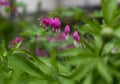 Pink bleeding heart flowers bloom in the spring Royalty Free Stock Photo