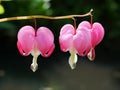 Pink Bleeding Heart Flowers Closeup