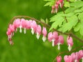 Pink bleeding heart flowers in Green Nature Background Royalty Free Stock Photo