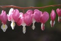 Close up of bleeding heart flowers hanging from plant branch Royalty Free Stock Photo