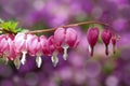 Close up of bleeding heart flowers hanging from plant branch Royalty Free Stock Photo