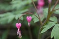 Close-up of Pink Bleeding Heart flowers in a garden in Cleveland, Ohio Royalty Free Stock Photo