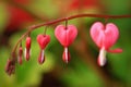 Pink bleeding heart garden plant with dropping heart shaped flowers