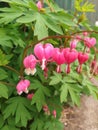 Pink Bleeding Heart Plant, Dicentra Spectabilis flowers Royalty Free Stock Photo