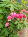 Pink Bleeding Heart Plant, Dicentra Spectabilis flowers Royalty Free Stock Photo