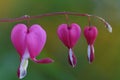 Pink bleeding heart