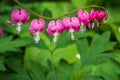 Pink bleeding hearts flower blooming in the spring garden Royalty Free Stock Photo