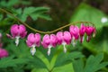 Pink bleeding hearts flower blooming in the spring garden Royalty Free Stock Photo