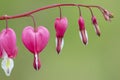 Pink bleeding hearts flower blooming during summertime, Stanley Park, Vancouver BC Canada Royalty Free Stock Photo