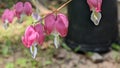 Pink Bleeding hearts flowers Royalty Free Stock Photo