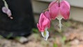 Pink Bleeding hearts flowers Royalty Free Stock Photo