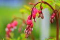 Pink Bleeding Hearts in the garden in springtime with green bokeh background Royalty Free Stock Photo