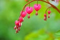 Pink Bleeding Hearts in the garden in springtime with green bokeh background Royalty Free Stock Photo