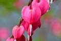 Pink Bleeding Hearts in the garden in springtime with green bokeh background Royalty Free Stock Photo