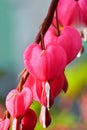 Pink Bleeding Hearts in the garden in springtime with green bokeh background Royalty Free Stock Photo