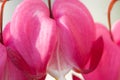 Pink bleeding heart in spring Royalty Free Stock Photo