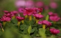 The pink bloom bringing vibrance to any garden