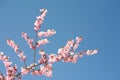 Pink bloom brunch Royalty Free Stock Photo