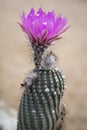 Pink bloom of cactus bud