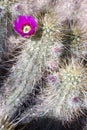 Pink Bloom on Flowering Cactus Flourishing Desert Southwest