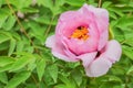 Pink bloom Paeonia suffruticosa