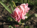 Pink bloomed multi-petalled flower in early spring