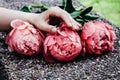 Pink bloomed peonies