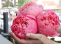 Pink bloomed peony in hands.