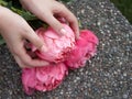 Pink bloomed peony in hands.