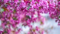 Pink blooming apple tree. Pink flowers. Beautiful nature scene with a flowering tree. Flowers of decorative apple tree Royalty Free Stock Photo