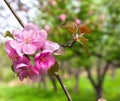 Pink blooming apple tree in spring time in garden