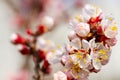 Pink blooming apricot flowers