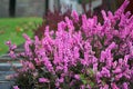 Pink blooming of the beautiful heather Royalty Free Stock Photo