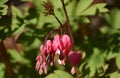Pink Blooming Bleeding Heart Flowers in a Garden Royalty Free Stock Photo