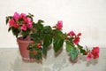 Pink blooming bougainvillea in a pot on a light background