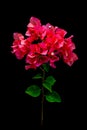 Pink blooming bougainvilleas