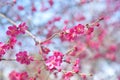 Pink blooming branch of Prunus mume Beni-chidori Tree