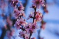 Pink blooming branch with sky as the backgroung