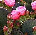 Pink blooming cacti